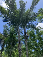 Cocoseae