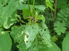Tenthredo scrophulariae