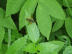 Tenthredo scrophulariae