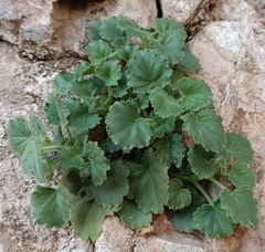 Lafuentea rotundifolia