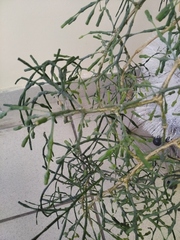 Hatiora salicornoides