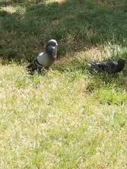 Columba livia