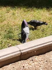 Columba livia