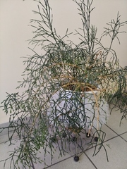 Hatiora salicornoides