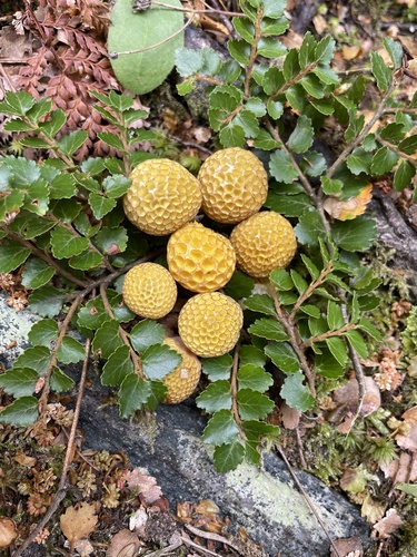 Cyttaria gunnii Berk.