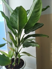 Aglaonema commutatum