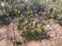 Stenanthera pinifolia