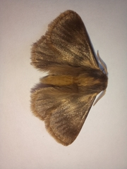 Phyllalia
