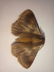 Phyllalia