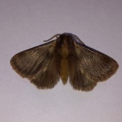 Phyllalia