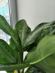 Aglaonema commutatum
