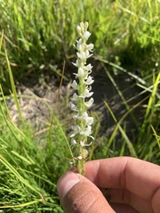 Platanthera dilatata leucostachys
