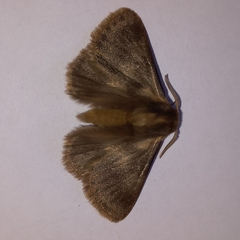 Phyllalia