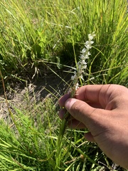 Platanthera dilatata leucostachys