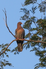 Patagioenas flavirostris
