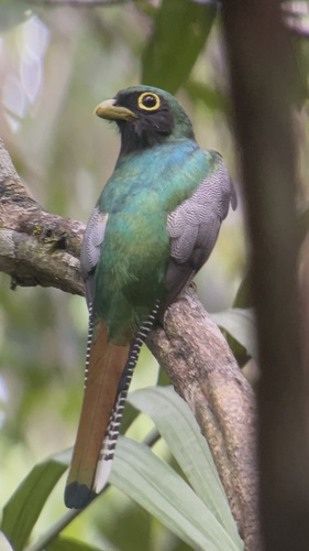 Zwartkeeltrogon