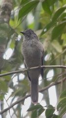 Lipaugus vociferans