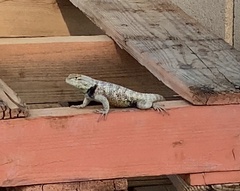 Sceloporus uniformis