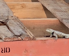 Sceloporus uniformis