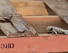 Sceloporus uniformis