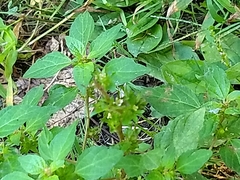 Acalypha rhomboidea