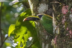 Aulacorhynchus prasinus