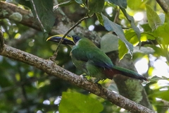 Aulacorhynchus prasinus