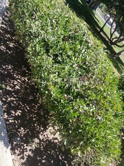 Baccharis pilularis