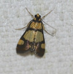 Deuterarcha xanthomela