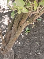 Baccharis pilularis
