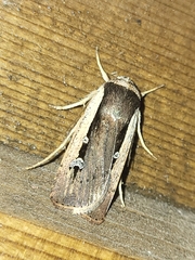 Ochropleura