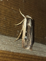 Ochropleura