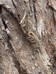 Myriapoda