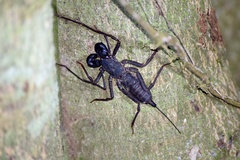 Thelyphonus