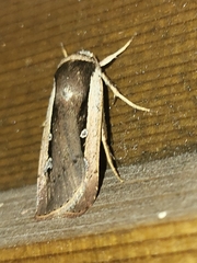 Ochropleura