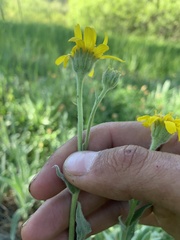 Arnica chamissonis