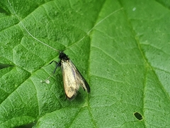 Adela reaumurella