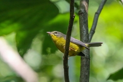 Basileuterus culicivorus