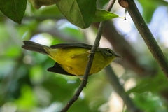 Basileuterus culicivorus