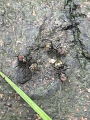 Dolichoderus quadridenticulatus