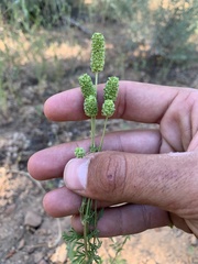 Sanguisorba occidentalis