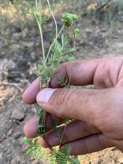 Sanguisorba occidentalis