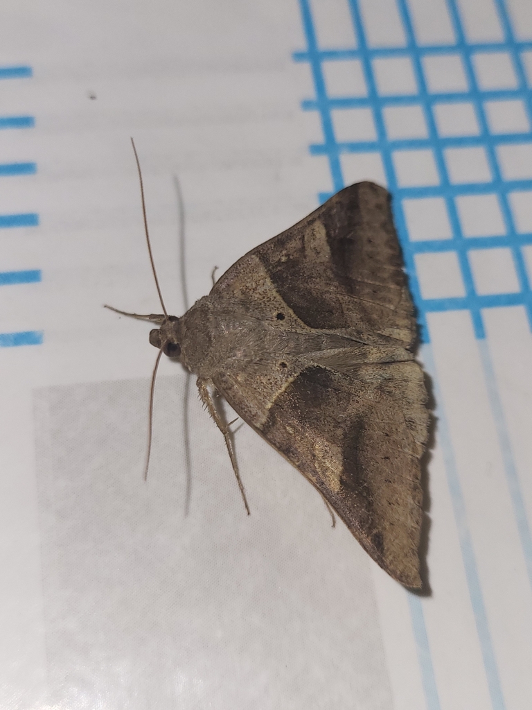 Banded Falsethorn