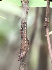 Anolis ortonii