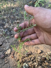 Sanguisorba occidentalis