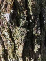 Bacidia schweinitzii