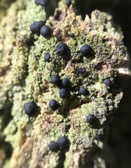 Bacidia schweinitzii