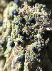 Bacidia schweinitzii