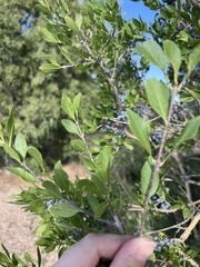 Forestiera