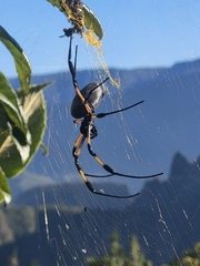 Trichonephila inaurata inaurata